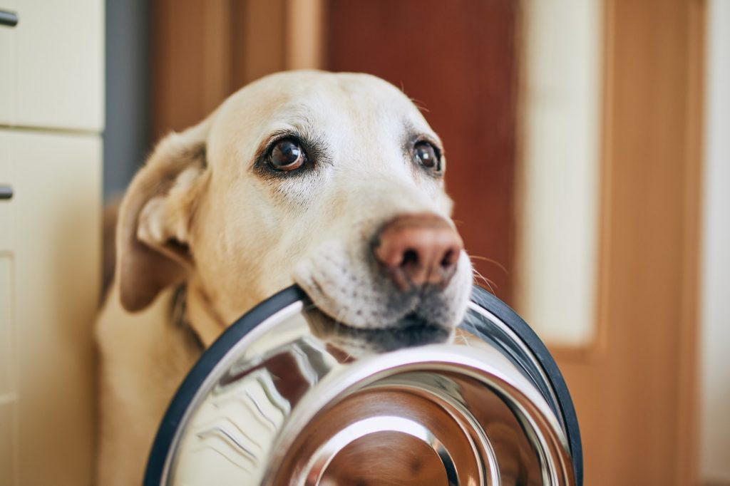 Dog waiting for feeding